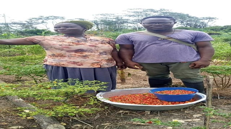 A farm visit at Kakoase to harvest pepper. Visit by Mr. Joseph Shebrah.