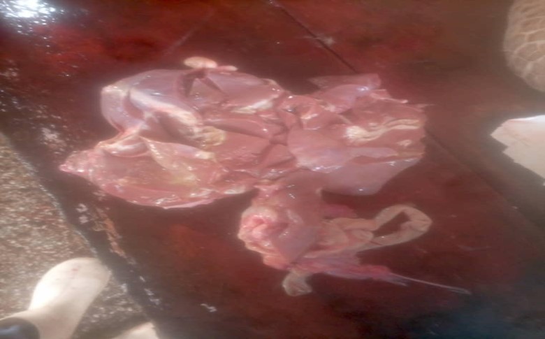 Liver fluke isolation in chevon at Tarkwa Slaughter House. Inspection by veterinary officer Inusah Ibrahim Mohammed.