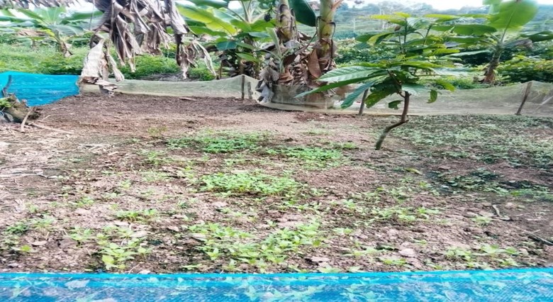 A farm visit at Taase to inspect the preparation of a land for pepper nursery. Visit by Mr. Joseph Shebrah.