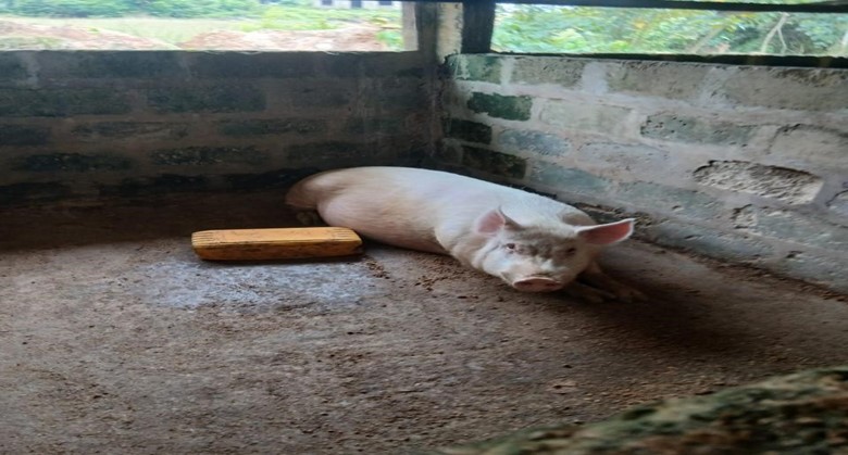 A farm visit to a piggery at Bepoekyi to advice on sanitation and feeding of the pigs. Picture by Mr. Joseph Shebrah.
