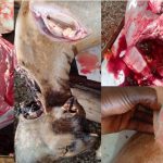 Veterinary inspection of meat at the Tarkwa Abattoir
