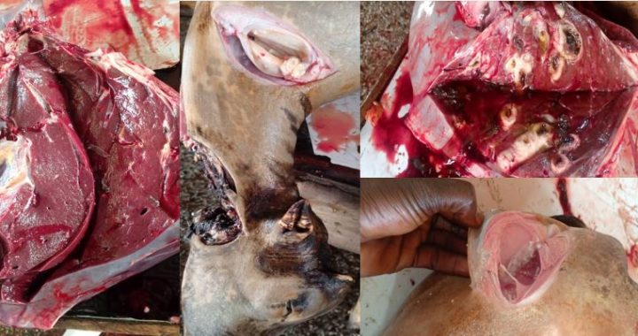 Veterinary inspection of meat at the Tarkwa Abattoir