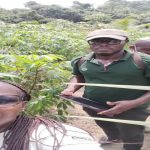 Taking data on cassava mosaic virus at Mile 1 for Crop Research Institute