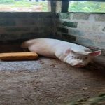 A farm visit to a piggery at Bepoekyi to advice on sanitation and feeding of the pigs. Picture by Mr. Joseph Shebrah.