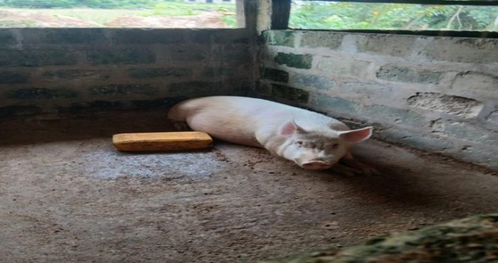 A farm visit to a piggery at Bepoekyi to advice on sanitation and feeding of the pigs. Picture by Mr. Joseph Shebrah.